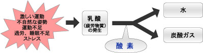 ストレス等から発生する「乳酸(疲労物質)」を酸素が水と炭酸ガスに分解